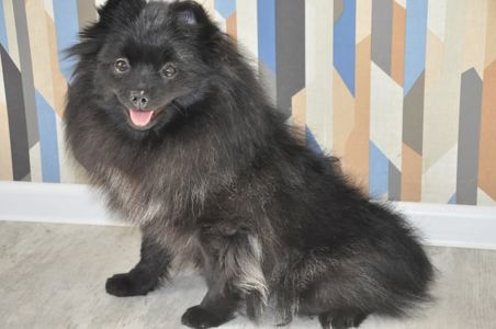 Девочка шпиц, 10 месяцев