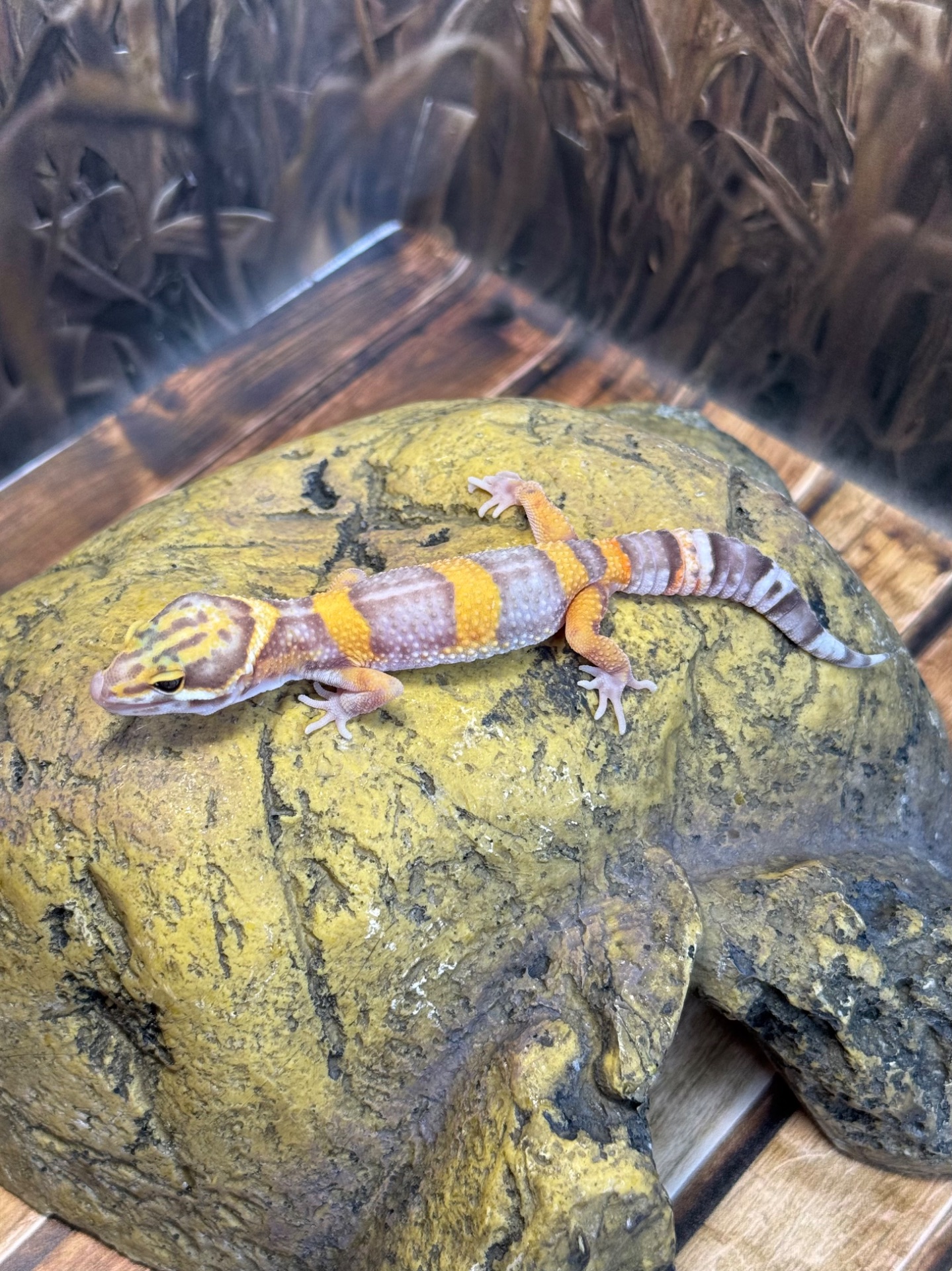 Еублефар, леопардовий (плямистий) гекон