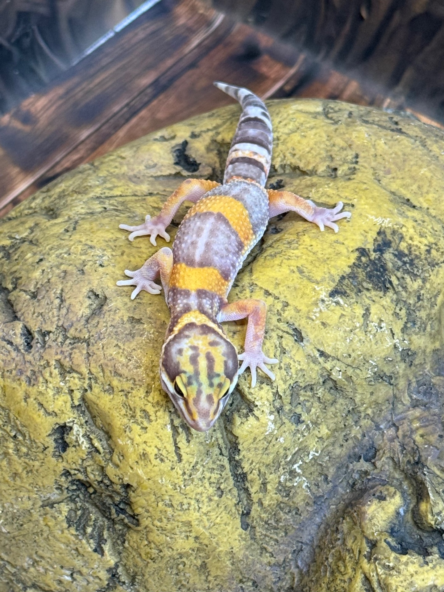 Еублефар, леопардовий (плямистий) гекон