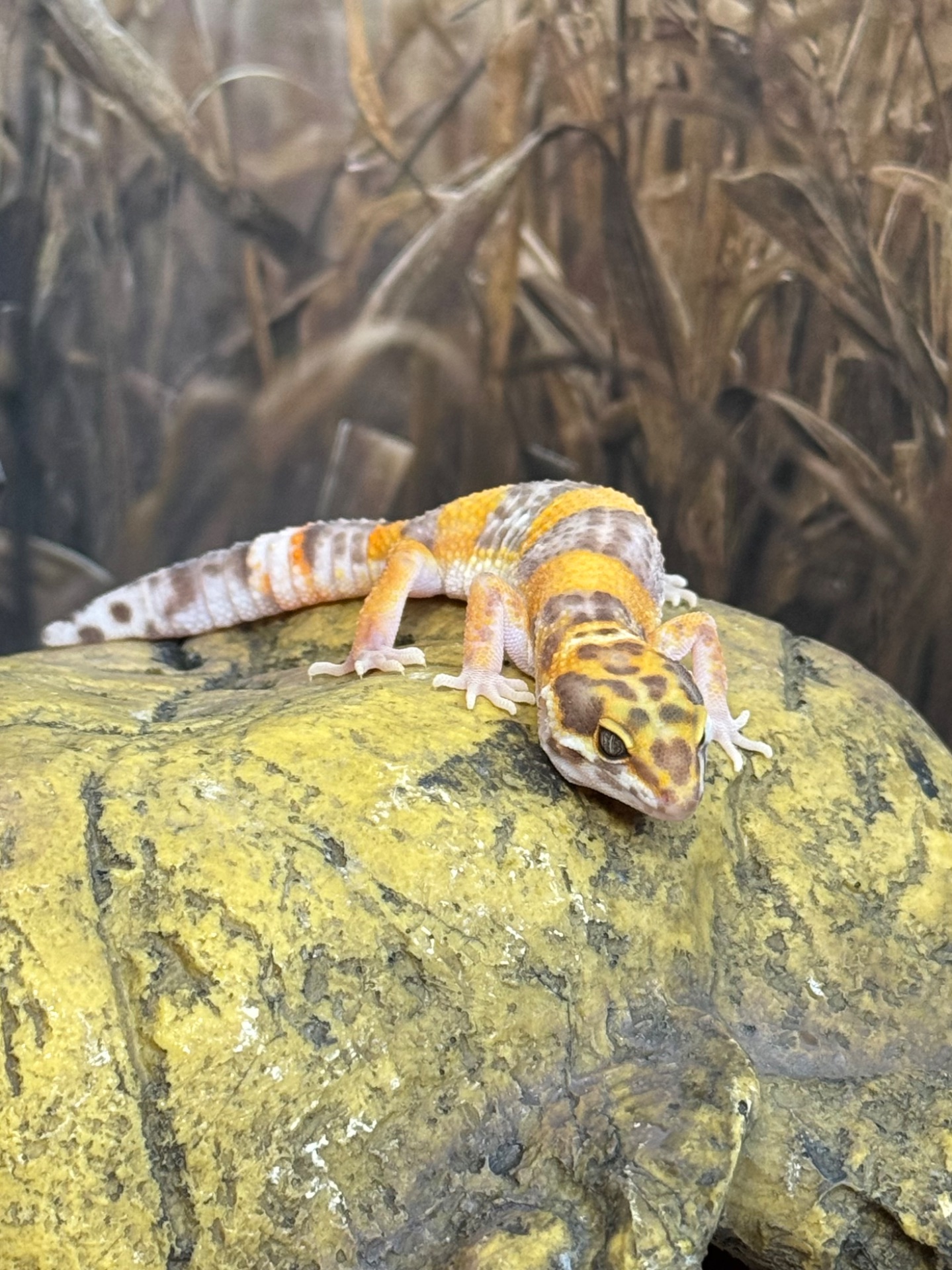 Еублефар, леопардовий (плямистий) гекон