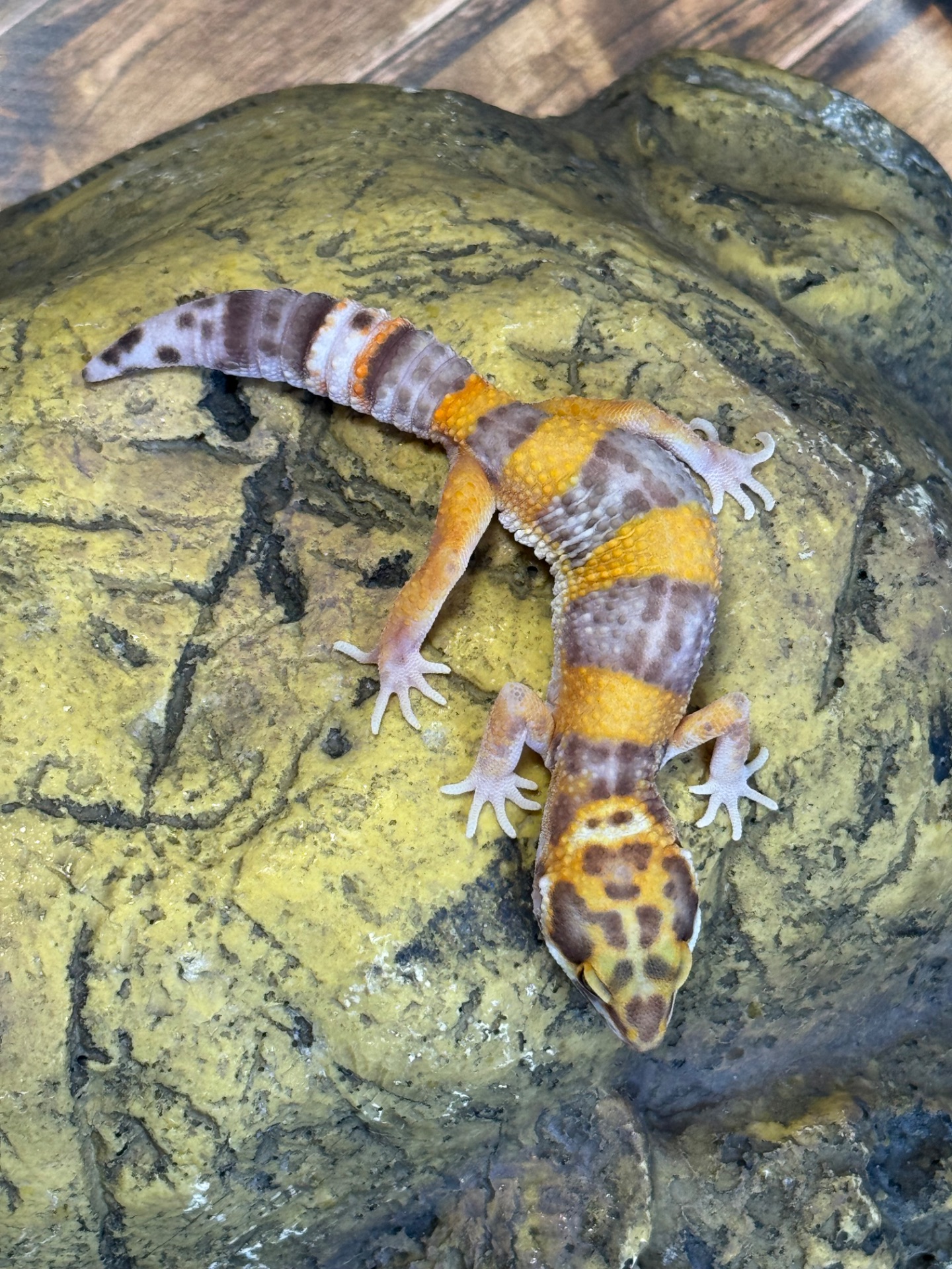 Еублефар, леопардовий (плямистий) гекон