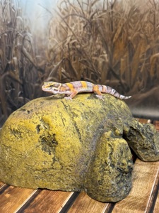 Еублефар, леопардовий (плямистий) гекон