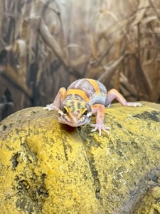 Еублефар, леопардовий (плямистий) гекон