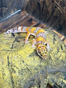 Еублефар, леопардовий (плямистий) гекон