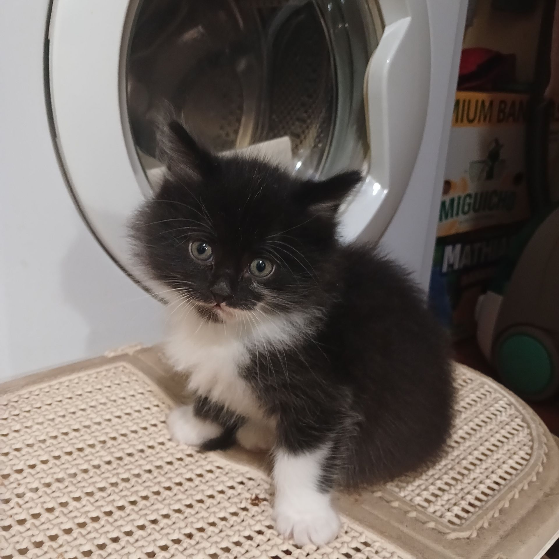 Віддам кошенят