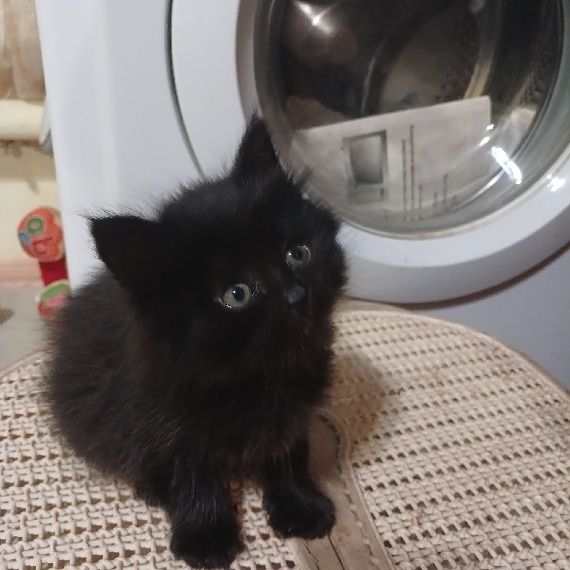 Віддам кошенят