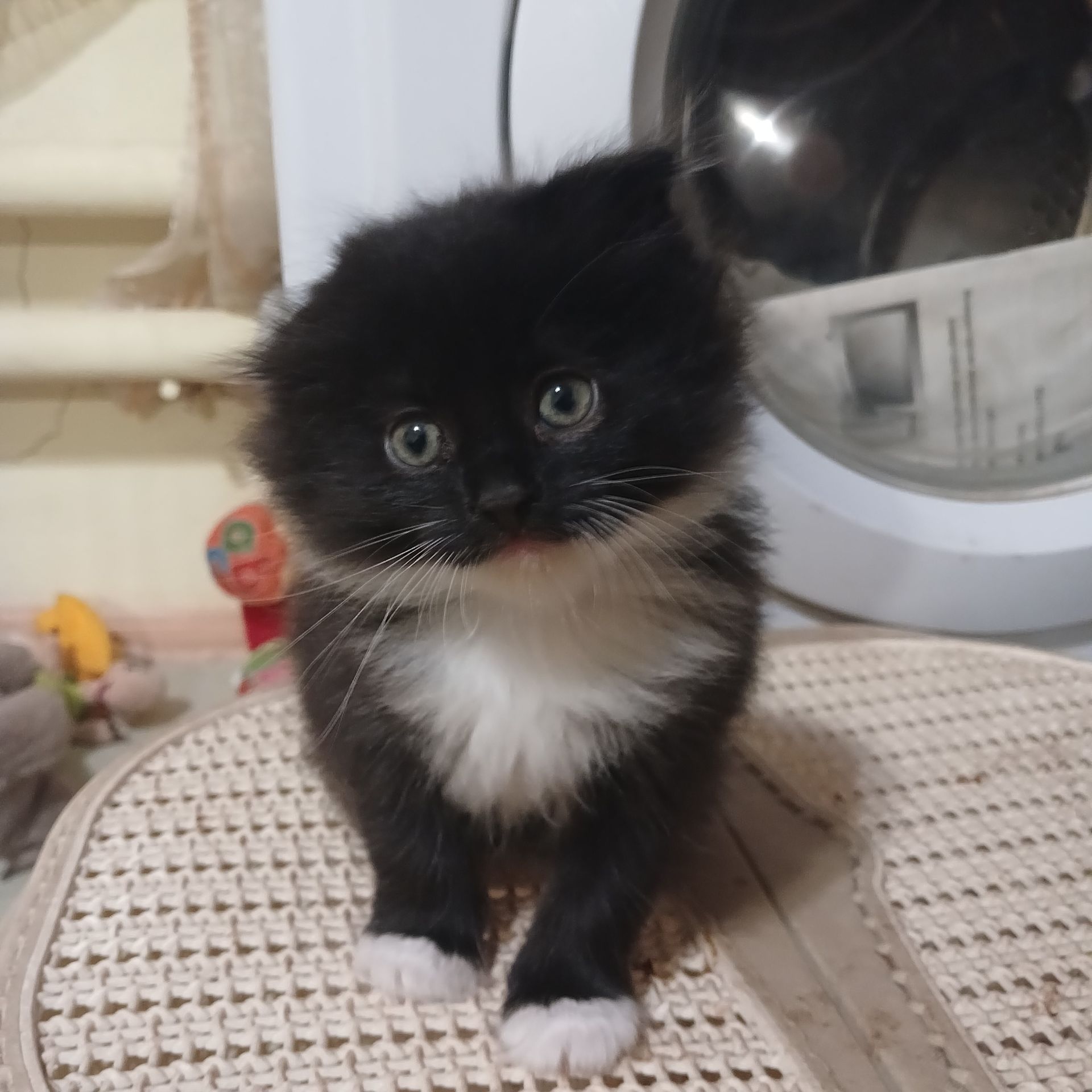 Віддам кошенят