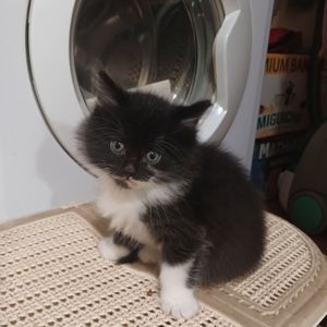 Віддам кошенят