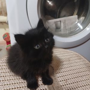 Віддам кошенят