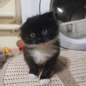 Віддам кошенят