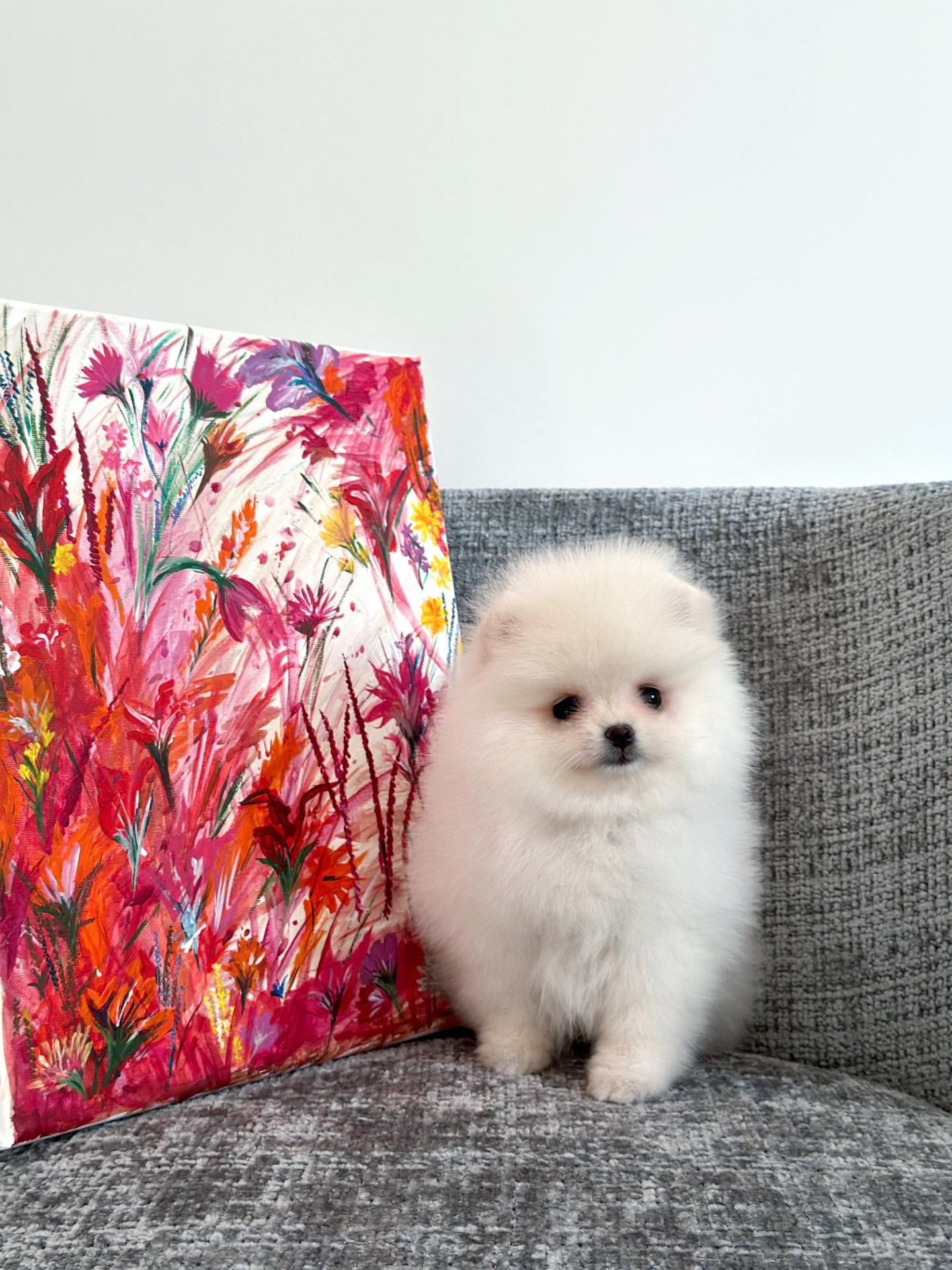 Померанський шпіц дівчинка