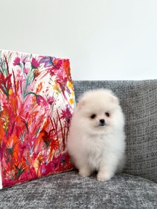 Померанський шпіц дівчинка