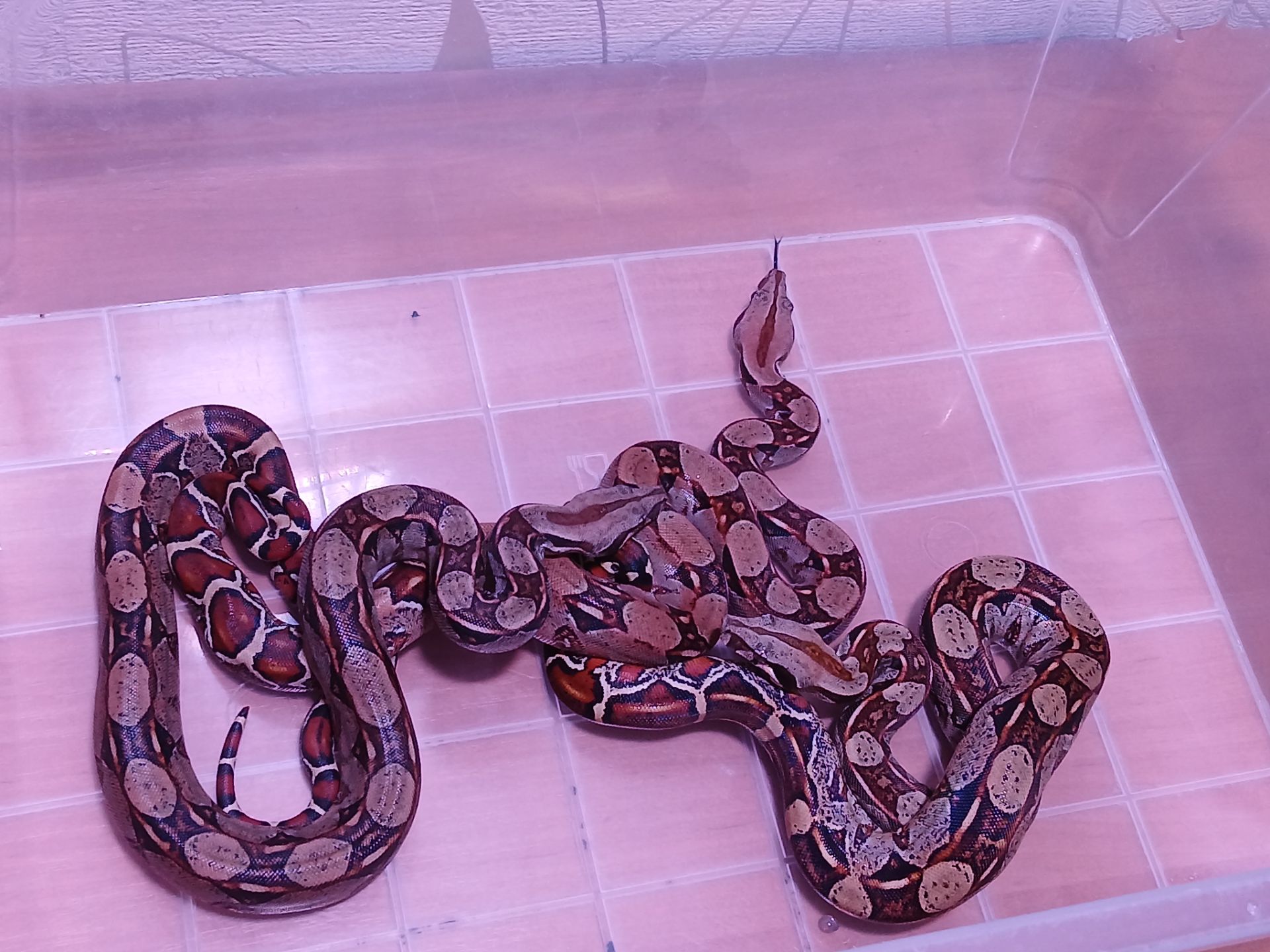 Императорский удав