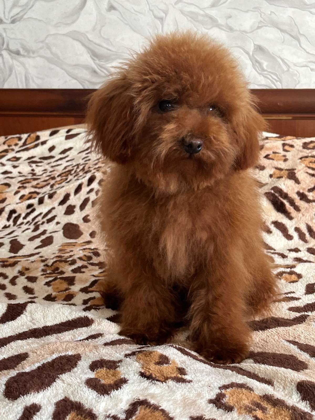 Той пудель мальчик КСУ