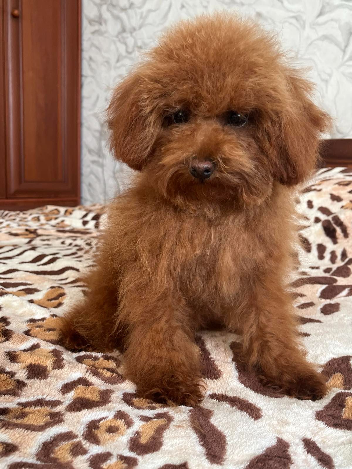 Той пудель мальчик КСУ