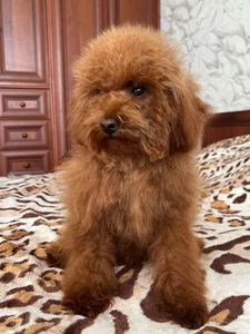 Той пудель мальчик КСУ