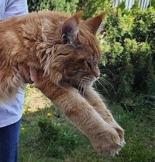 Кошеня Мейн-кун дівчинка