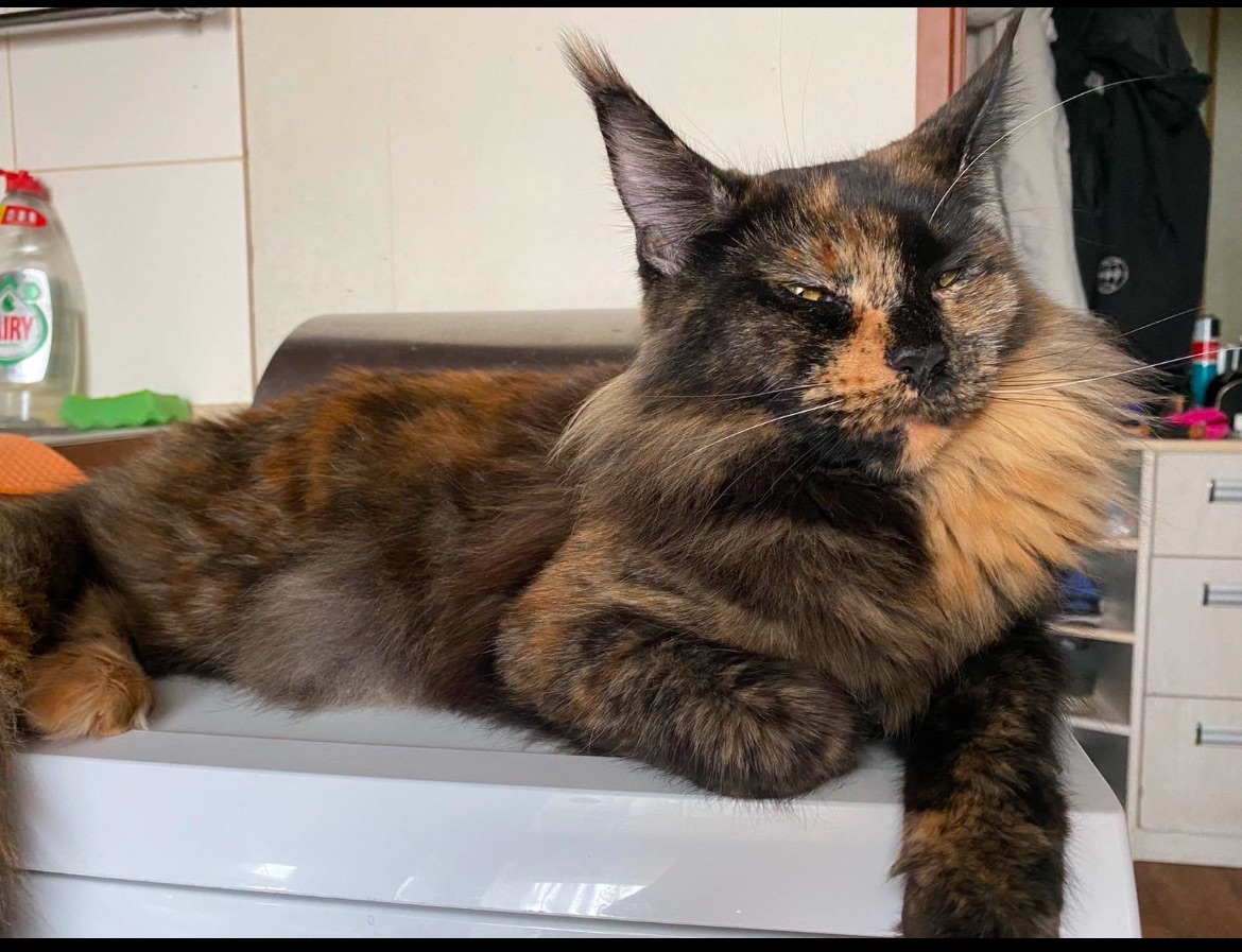 Кошеня Мейн-кун дівчинка