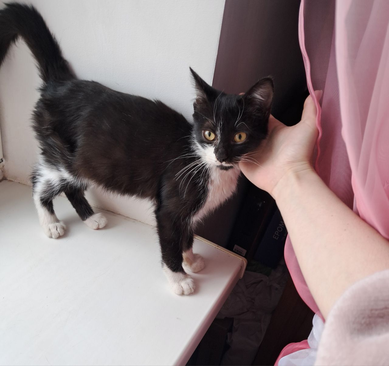 Кошеня "Лакі"