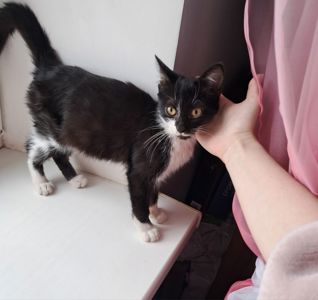 Кошеня "Лакі"