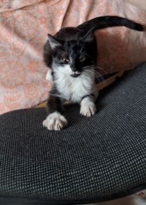 Кошеня "Лакі"