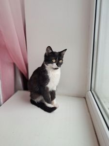 Кошеня "Лакі"