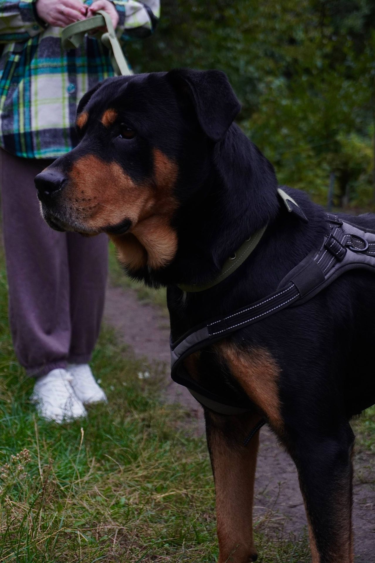 Ротвейлер безкоштовно