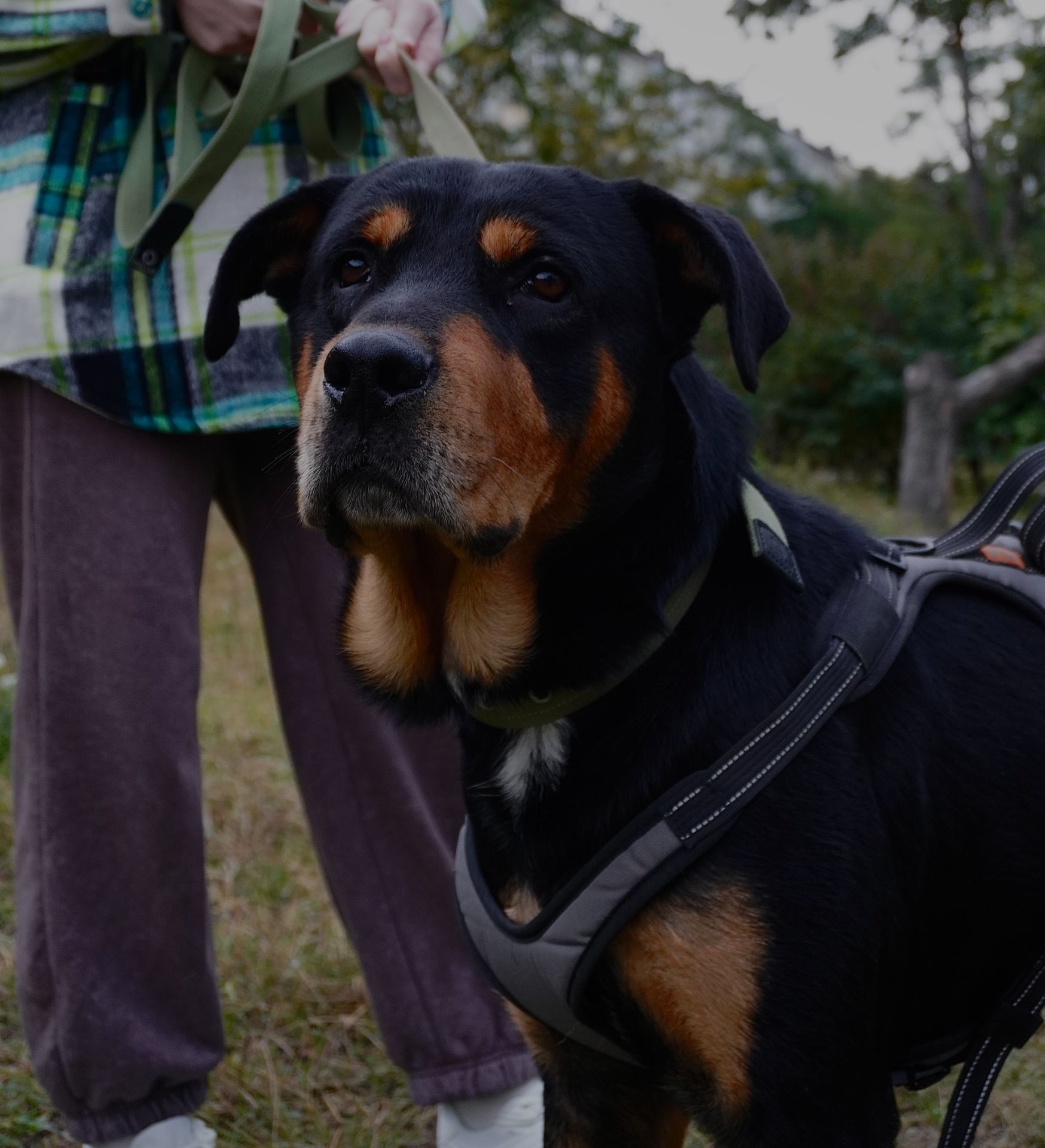 Ротвейлер безкоштовно