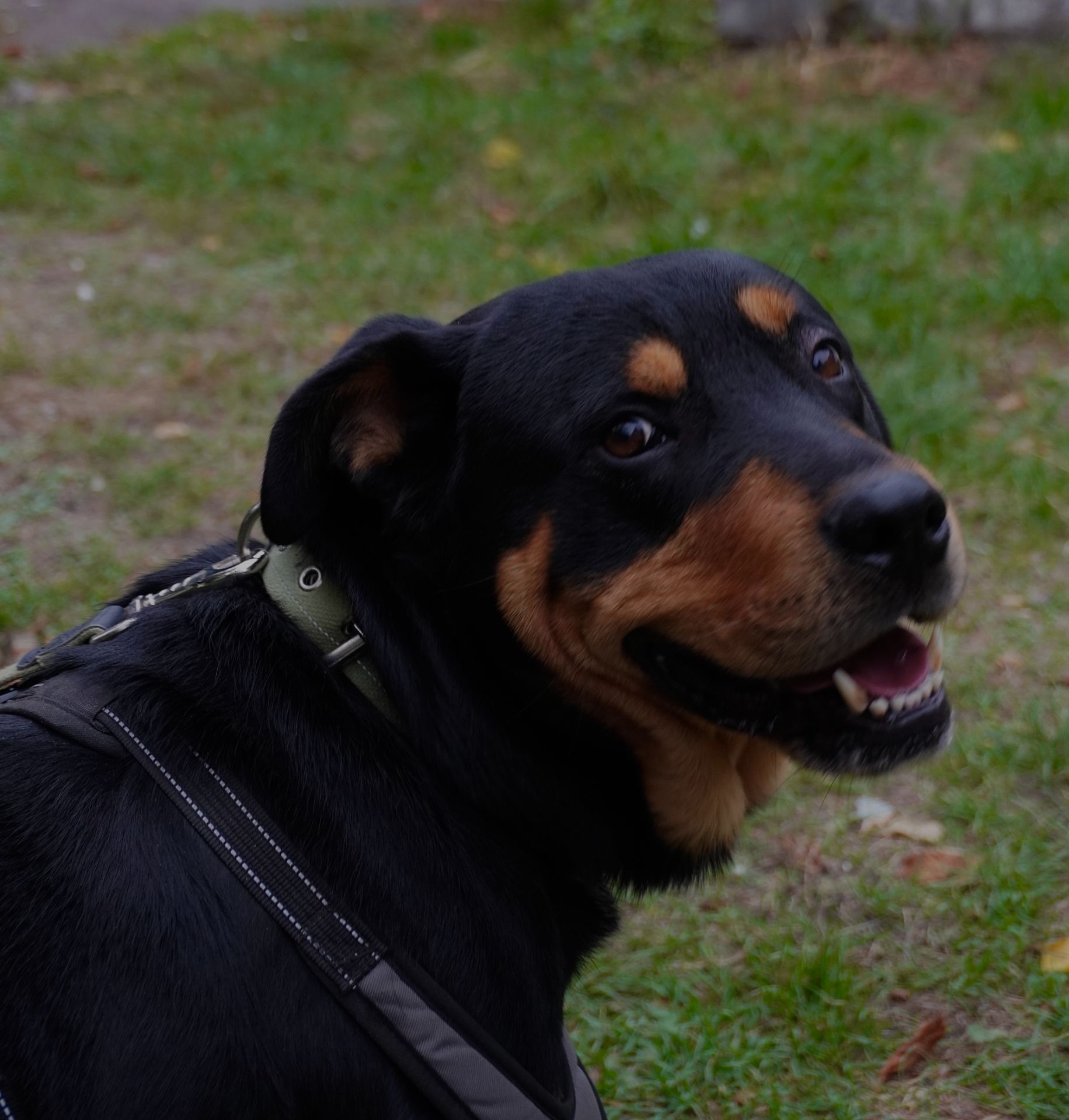 Ротвейлер безкоштовно