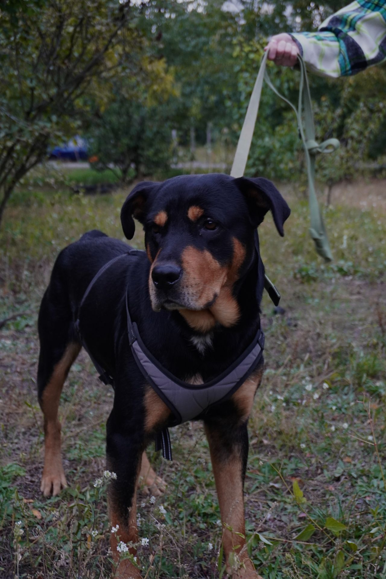 Ротвейлер безкоштовно