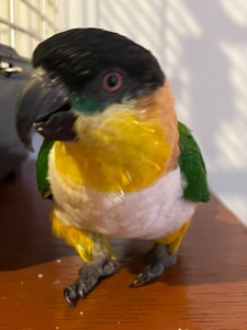Каїк чорноголовий хлопчик