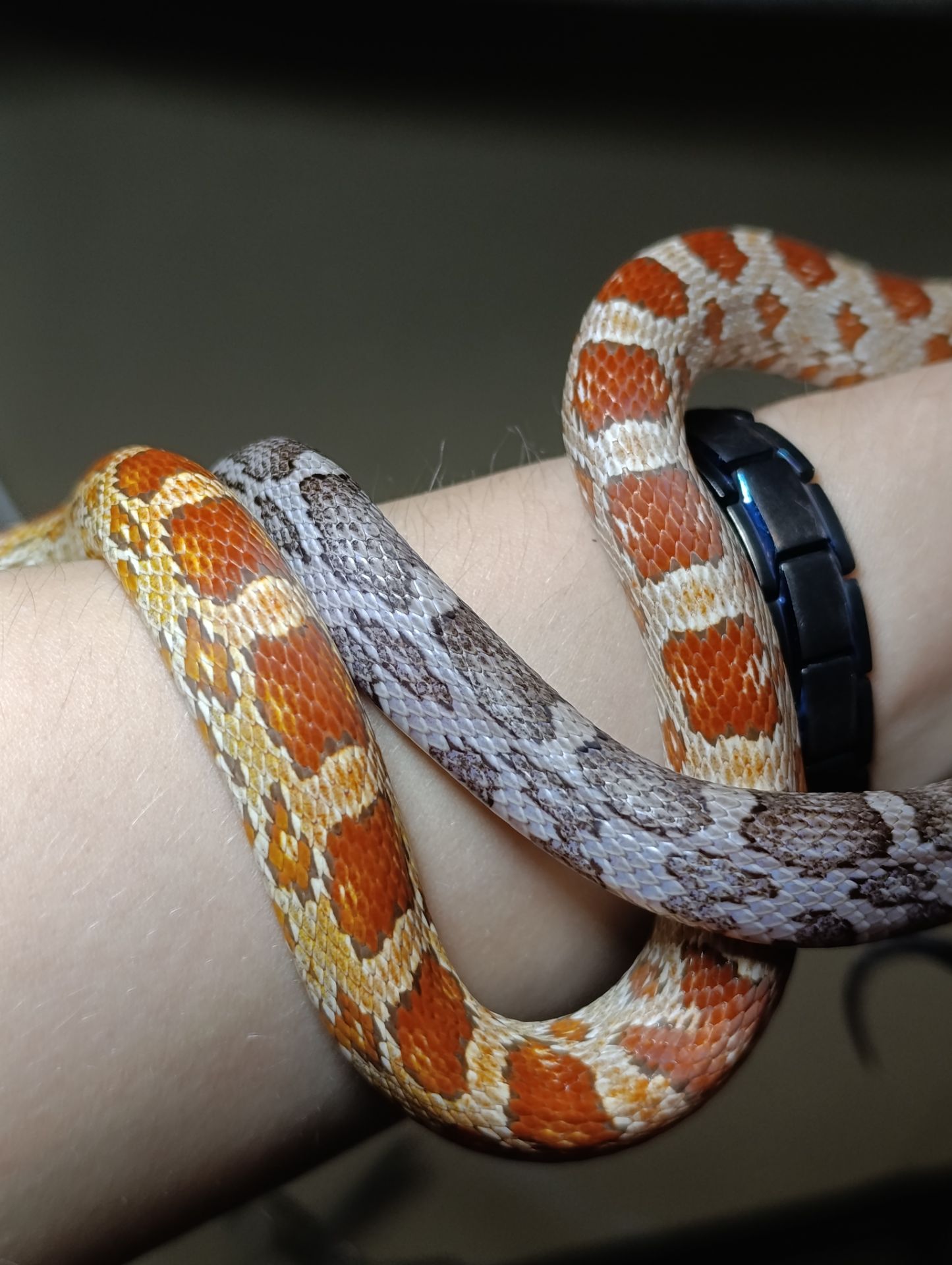 Маїсовий полоз морфний