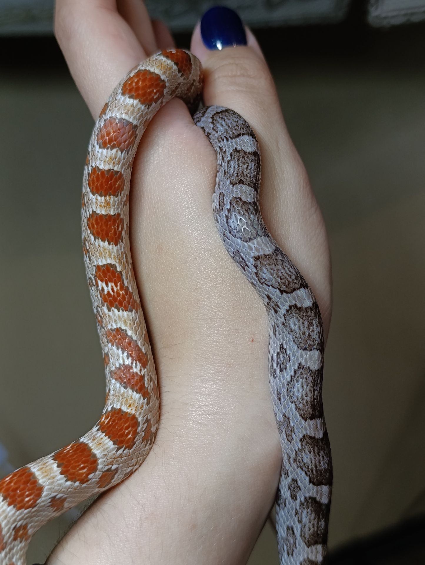 Маїсовий полоз морфний