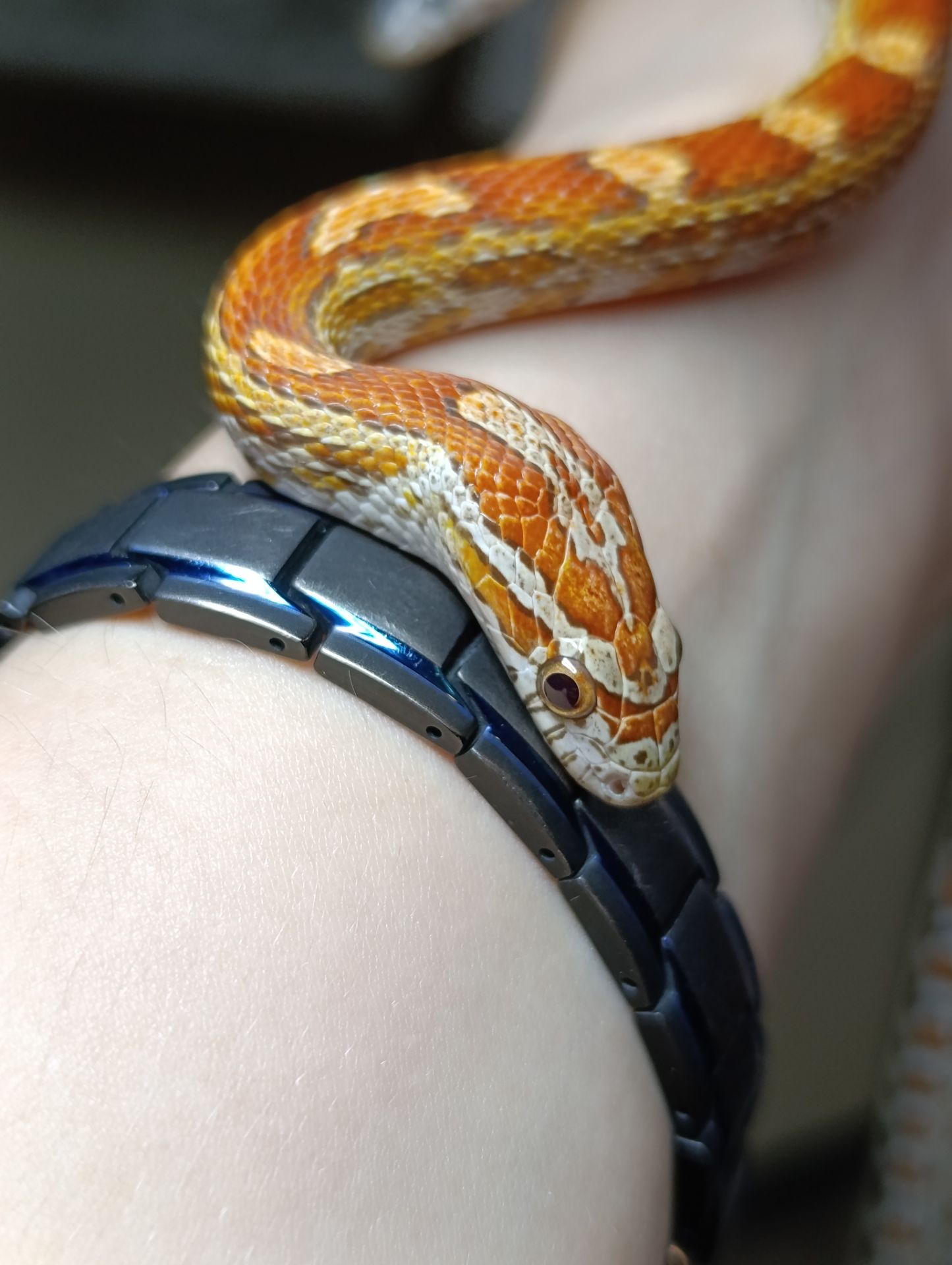 Маїсовий полоз морфний