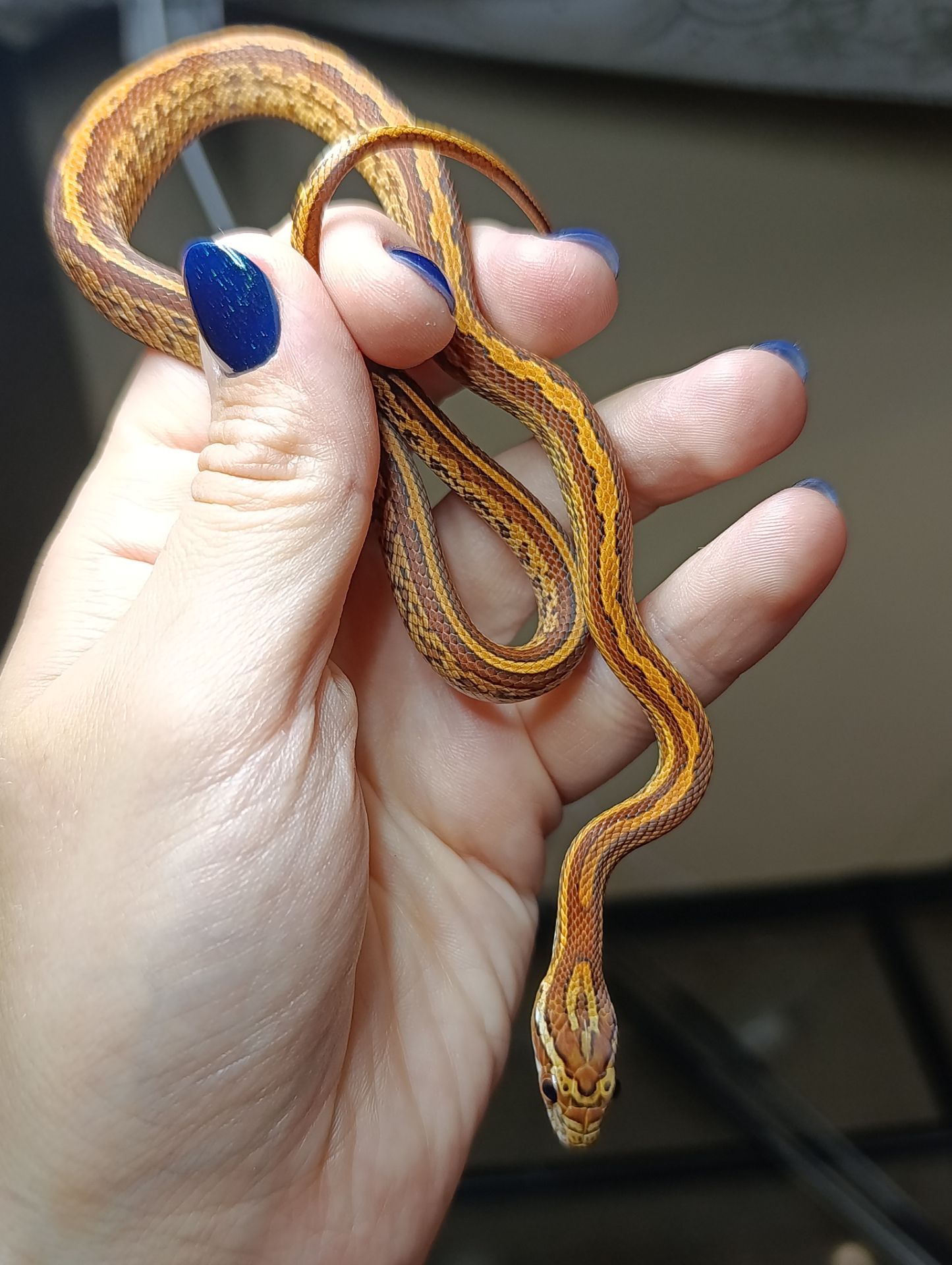 Маїсовий полоз морфний