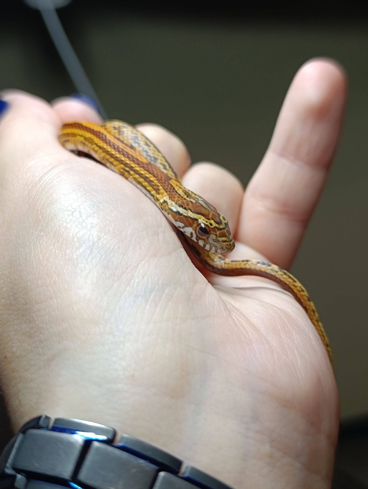 Маїсовий полоз морфний