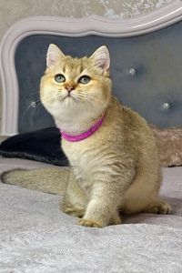 Британська золота шиншилла