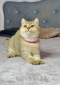 Британська золота шиншилла