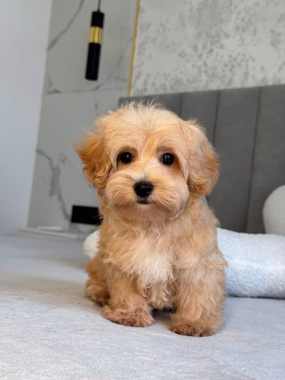 Малыш мальтипу ф1 кремового окраса