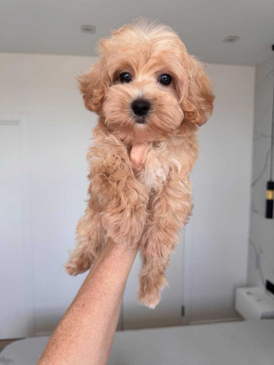 Малыш мальтипу ф1 кремового окраса