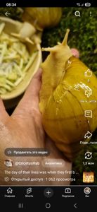 АрхАхатина Українське Біле Золото