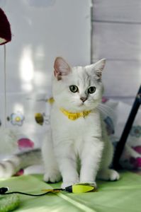 Британські кошенята срібна шиншила