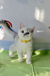 Британські кошенята срібна шиншила