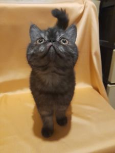 Кошенята екзотики
