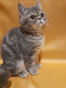 Кошенята екзотики