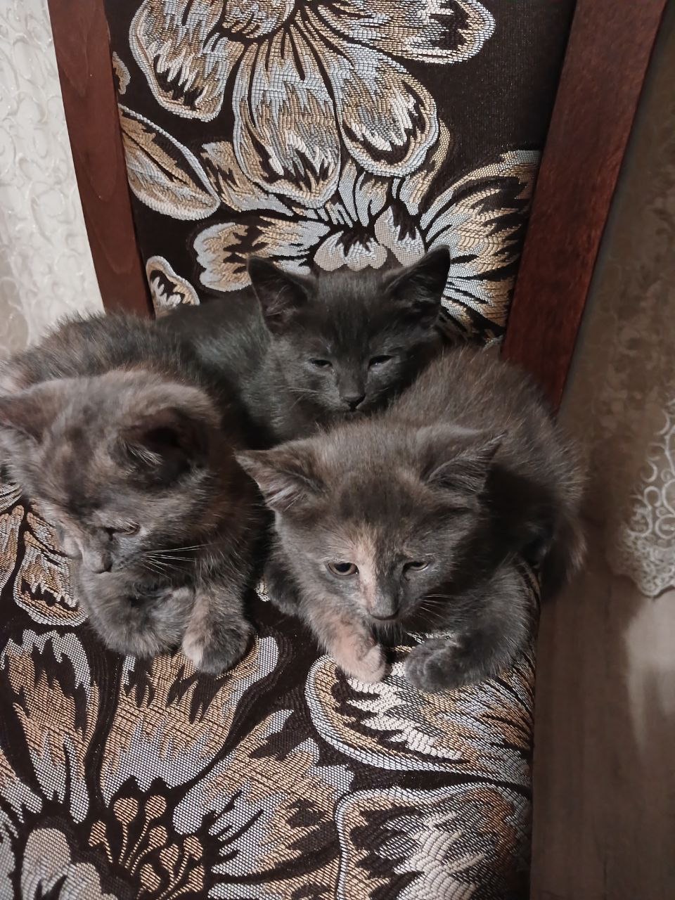 Кошенята в добрі руки