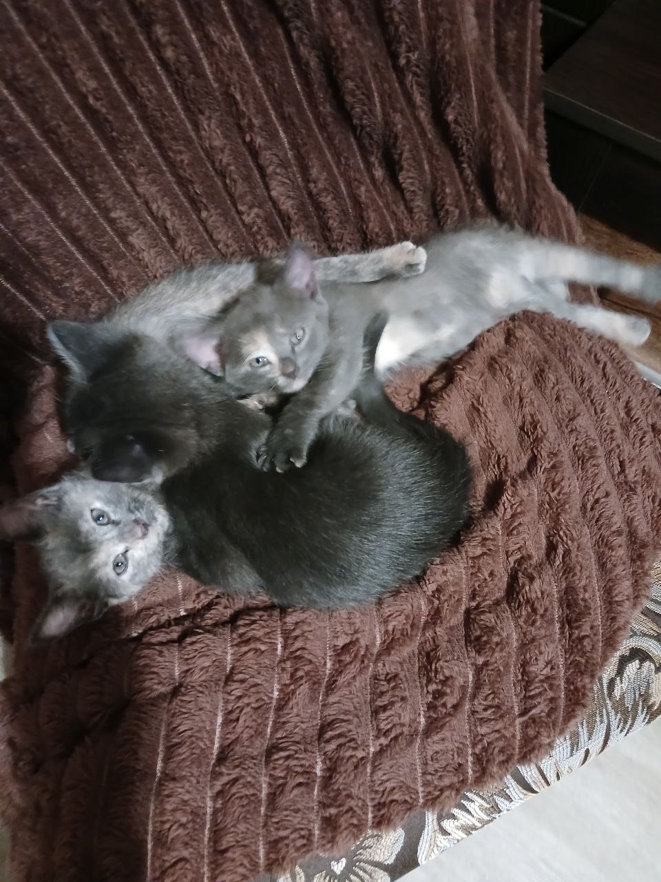 Кошенята в добрі руки
