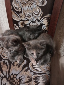 Кошенята в добрі руки