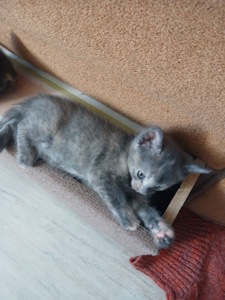 Кошенята в добрі руки