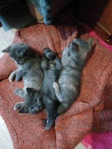 Кошенята в добрі руки